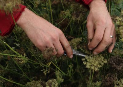 Sklizeň semenných porostů