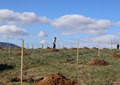 Zakládání ovocných stromů